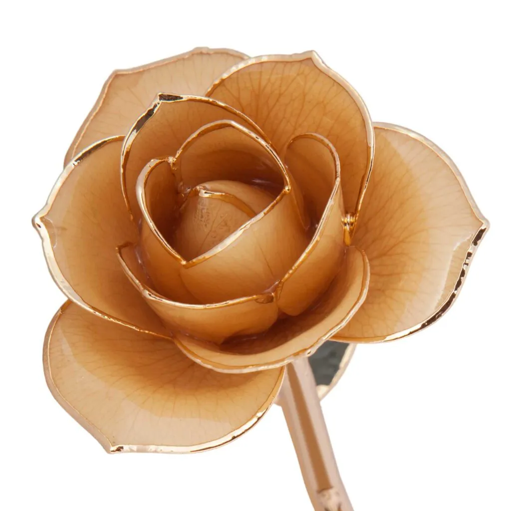 R2083970076 Sweet Cream Gold Rose